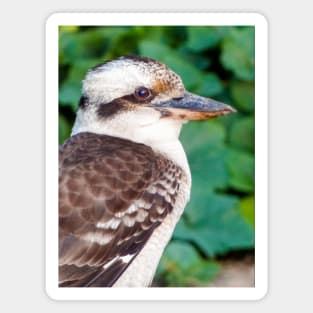 Laughing Kookaburra Magnet